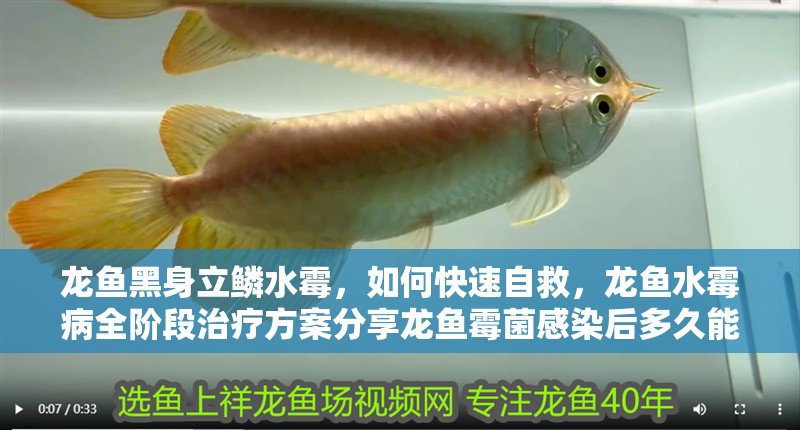 龍魚黑身立鱗水霉，如何快速自救，龍魚水霉病全階段治療方案分享龍魚霉菌感染后多久能恢復