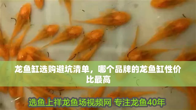龍魚缸選購避坑清單，哪個品牌的龍魚缸性價比最高