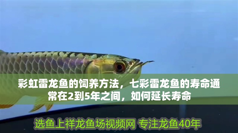 彩虹雷龍魚的飼養方法，七彩雷龍魚的壽命通常在2到5年之間，如何延長壽命