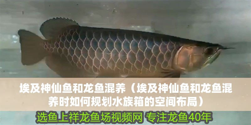 埃及神仙魚和龍魚混養(yǎng)（埃及神仙魚和龍魚混養(yǎng)時如何規(guī)劃水族箱的空間布局）