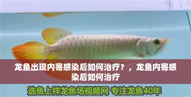 龍魚出現內寄感染后如何治療？，龍魚內寄感染后如何治療