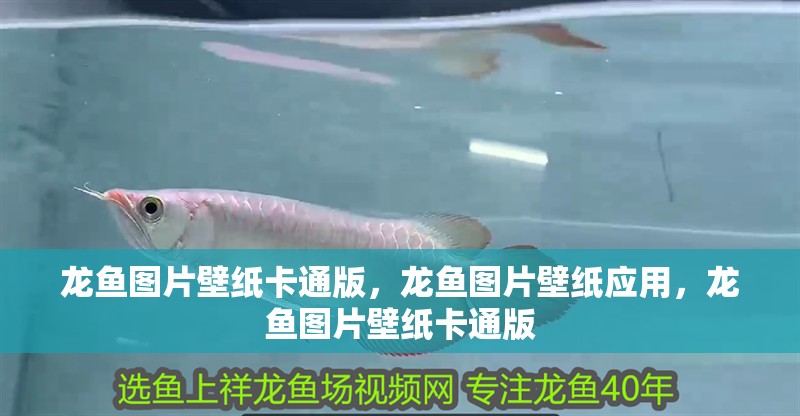 龍魚圖片壁紙卡通版，龍魚圖片壁紙應用，龍魚圖片壁紙卡通版