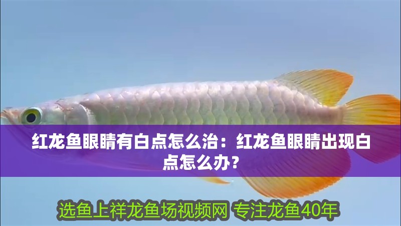 紅龍魚眼睛有白點怎么治：紅龍魚眼睛出現白點怎么辦？