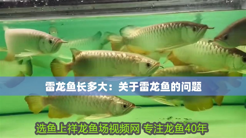 雷龍魚長多大：關于雷龍魚的問題