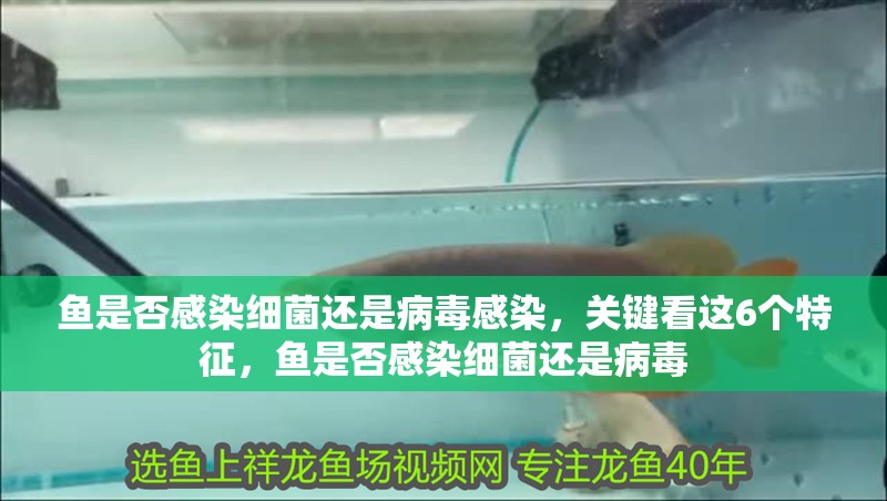 魚是否感染細菌還是病毒感染，關鍵看這6個特征，魚是否感染細菌還是病毒