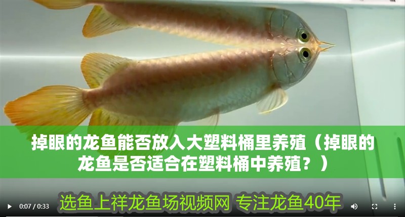 掉眼的龍魚能否放入大塑料桶里養殖（掉眼的龍魚是否適合在塑料桶中養殖？）