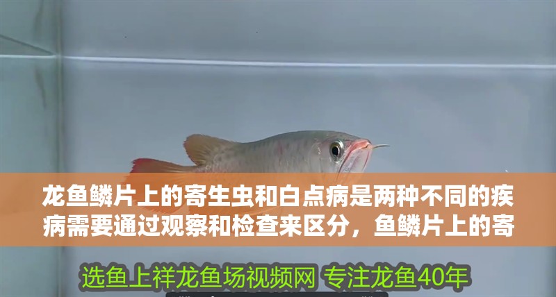 龍魚鱗片上的寄生蟲和白點病是兩種不同的疾病需要通過觀察和檢查來區分，魚鱗片上的寄生蟲和白點病是兩種不同的疾病需要通過觀察和檢查來區分