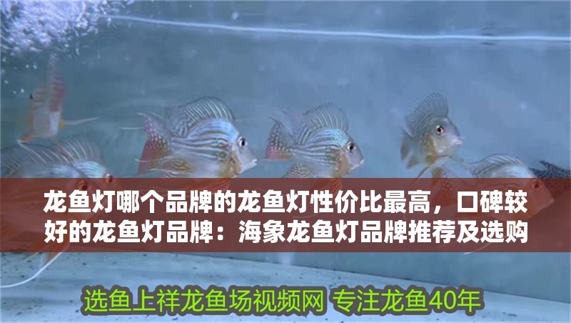龍魚燈哪個(gè)品牌的龍魚燈性價(jià)比最高，口碑較好的龍魚燈品牌：海象龍魚燈品牌推薦及選購指南