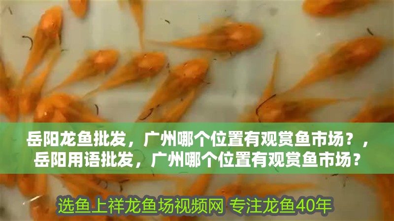 岳陽龍魚批發(fā)，廣州哪個位置有觀賞魚市場？，岳陽用語批發(fā)，廣州哪個位置有觀賞魚市場？