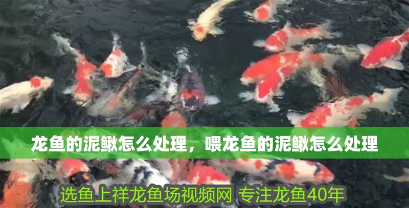 龍魚的泥鰍怎么處理，喂龍魚的泥鰍怎么處理 龍魚的泥鰍怎么處理，喂龍魚的泥鰍怎么處理 觀賞魚百科