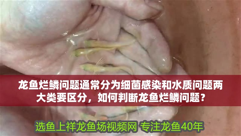 龍魚爛鱗問題通常分為細菌感染和水質(zhì)問題兩大類要區(qū)分，如何判斷龍魚爛鱗問題？