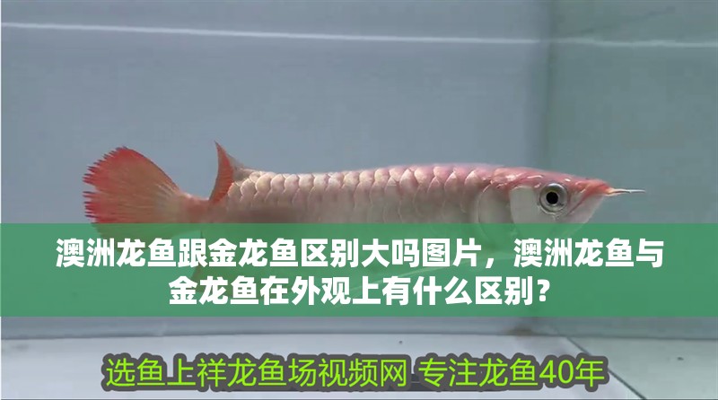 澳洲龍魚跟金龍魚區(qū)別大嗎圖片，澳洲龍魚與金龍魚在外觀上有什么區(qū)別？