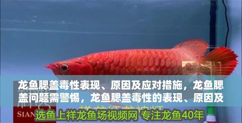龍魚腮蓋毒性表現、原因及應對措施，龍魚腮蓋問題需警惕，龍魚腮蓋毒性的表現、原因及應對措施