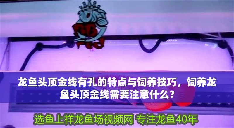 龍魚頭頂金線有孔的特點(diǎn)與飼養(yǎng)技巧，飼養(yǎng)龍魚頭頂金線需要注意什么？