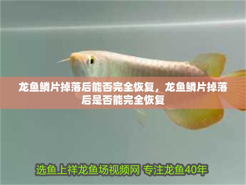 龍魚鱗片掉落后能否完全恢復，龍魚鱗片掉落后是否能完全恢復