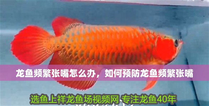 龍魚頻繁張嘴怎么辦，如何預(yù)防龍魚頻繁張嘴