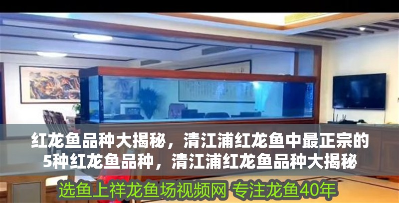 紅龍魚品種大揭秘，清江浦紅龍魚中最正宗的5種紅龍魚品種，清江浦紅龍魚品種大揭秘