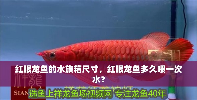 紅眼龍魚的水族箱尺寸，紅眼龍魚多久喂一次水？