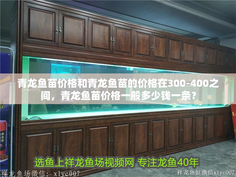 青龍魚苗價格和青龍魚苗的價格在300-400之間，青龍魚苗價格一般多少錢一條？