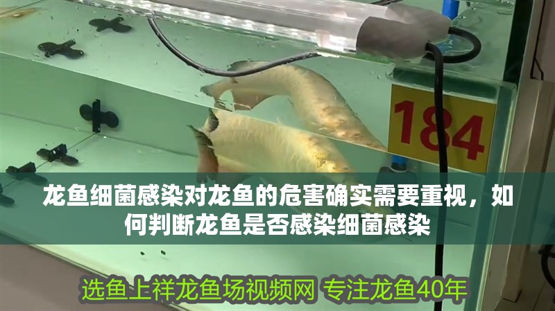 龍魚細菌感染對龍魚的危害確實需要重視，如何判斷龍魚是否感染細菌感染