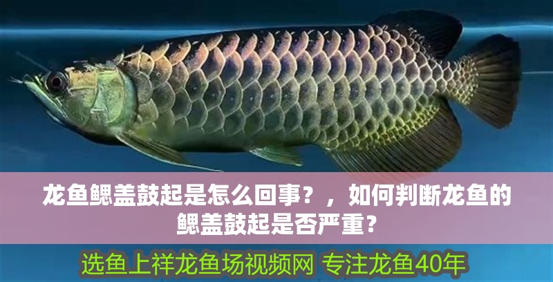 龍魚鰓蓋鼓起是怎么回事?,如何判斷龍魚的鰓蓋鼓起是否嚴重? 龍魚百科 第3張 龍魚鰓蓋鼓起是怎么回事?,如何判斷龍魚的鰓蓋鼓起是否嚴重? 龍魚鰓蓋鼓起是怎么回事?,如何判斷龍魚的鰓蓋鼓起是否嚴重? 龍魚百科 第3張