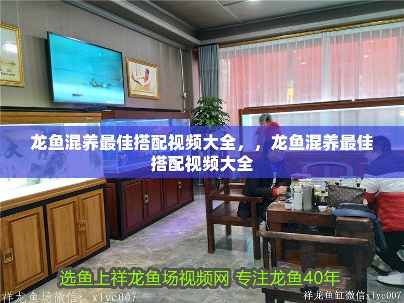 龍魚混養最佳搭配視頻大全，，龍魚混養最佳搭配視頻大全