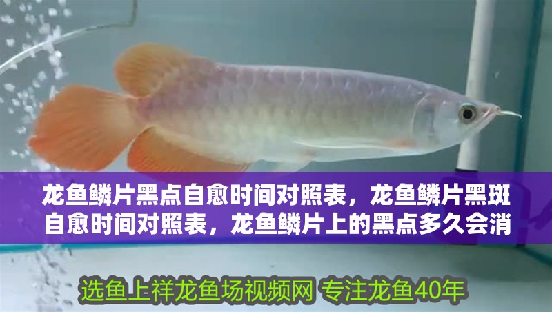 龍魚鱗片黑點自愈時間對照表，龍魚鱗片黑斑自愈時間對照表，龍魚鱗片上的黑點多久會消失