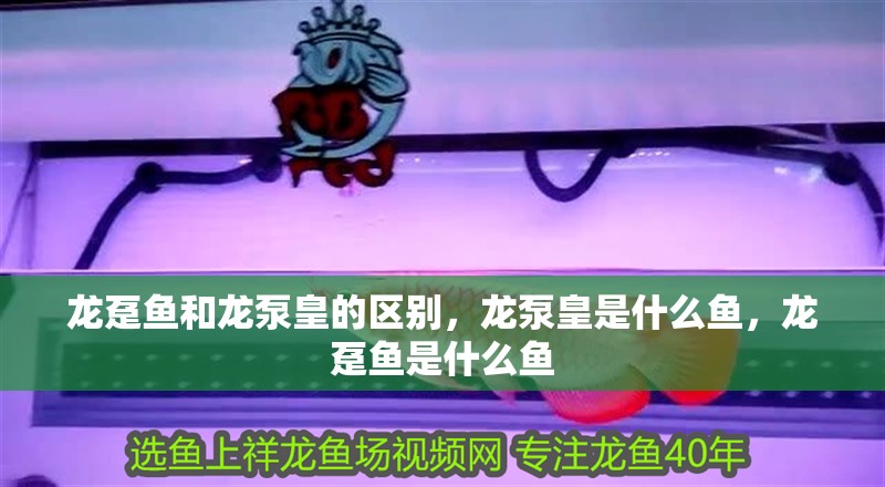 龍躉魚(yú)和龍泵皇的區(qū)別，龍泵皇是什么魚(yú)，龍躉魚(yú)是什么魚(yú)