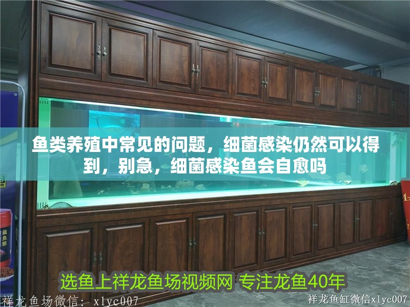 魚類養殖中常見的問題，細菌感染仍然可以得到，別急，細菌感染魚會自愈嗎