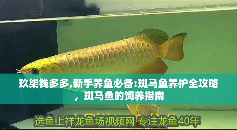 玖柒錢多多,新手養魚必備:斑馬魚養護全攻略，斑馬魚的飼養指南