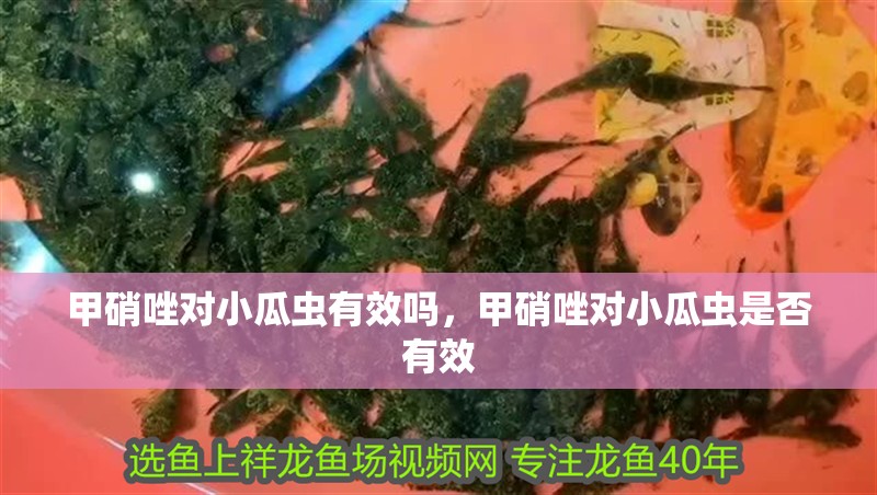 甲硝唑對小瓜蟲有效嗎，甲硝唑對小瓜蟲是否有效