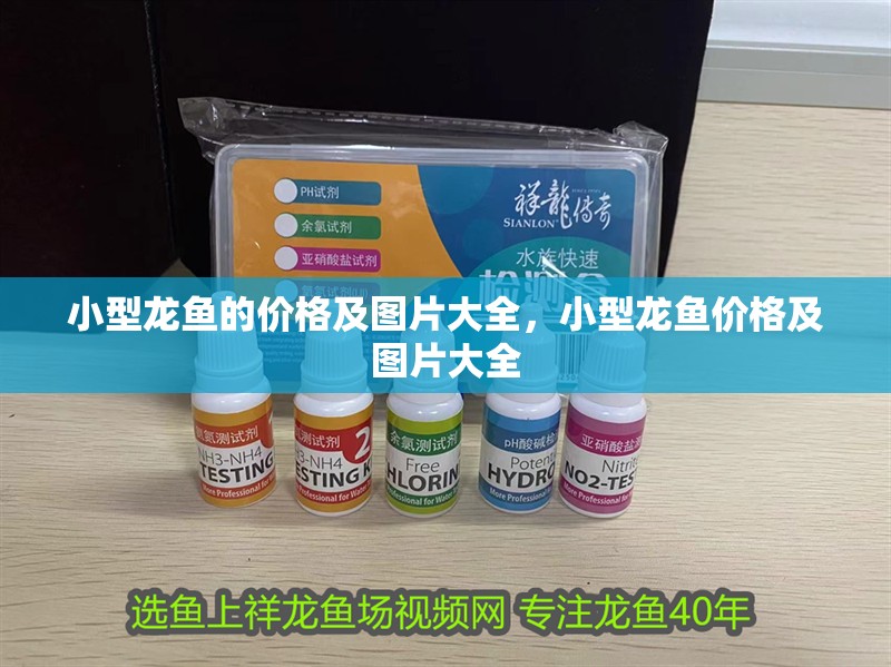 小型龍魚的價格及圖片大全，小型龍魚價格及圖片大全