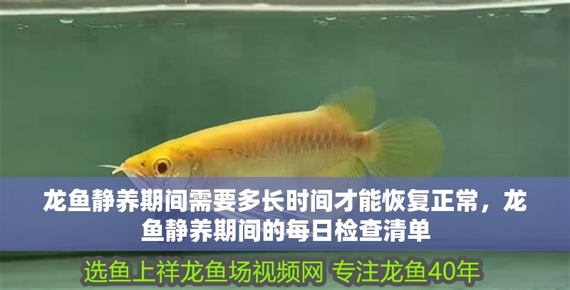 龍魚靜養(yǎng)期間需要多長時(shí)間才能恢復(fù)正常，龍魚靜養(yǎng)期間的每日檢查清單