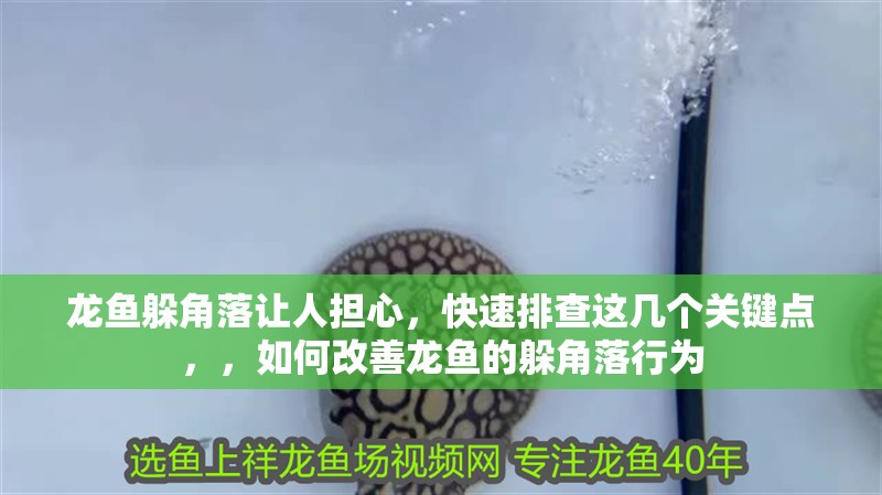 龍魚躲角落讓人擔(dān)心，快速排查這幾個(gè)關(guān)鍵點(diǎn)，，如何改善龍魚的躲角落行為