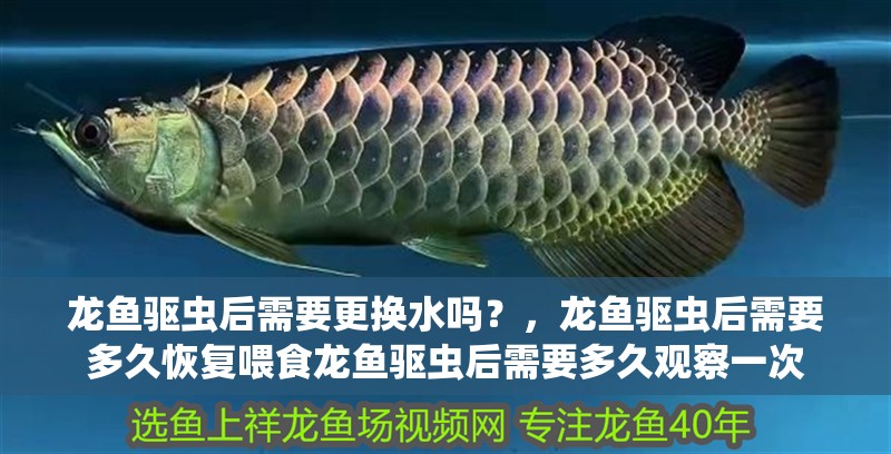 龍魚驅蟲后需要更換水嗎？，龍魚驅蟲后需要多久恢復喂食龍魚驅蟲后需要多久觀察一次