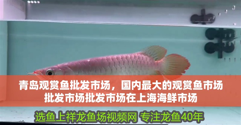 青島觀(guān)賞魚(yú)批發(fā)市場(chǎng)，國(guó)內(nèi)最大的觀(guān)賞魚(yú)市場(chǎng)批發(fā)市場(chǎng)批發(fā)市場(chǎng)在上海海鮮市場(chǎng)