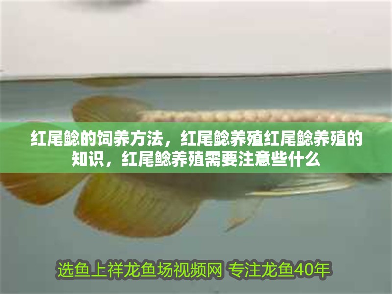紅尾鯰的飼養方法，紅尾鯰養殖紅尾鯰養殖的知識，紅尾鯰養殖需要注意些什么