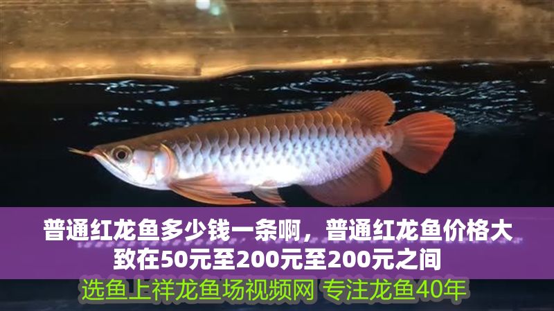 普通紅龍魚多少錢一條啊，普通紅龍魚價(jià)格大致在50元至200元至200元之間