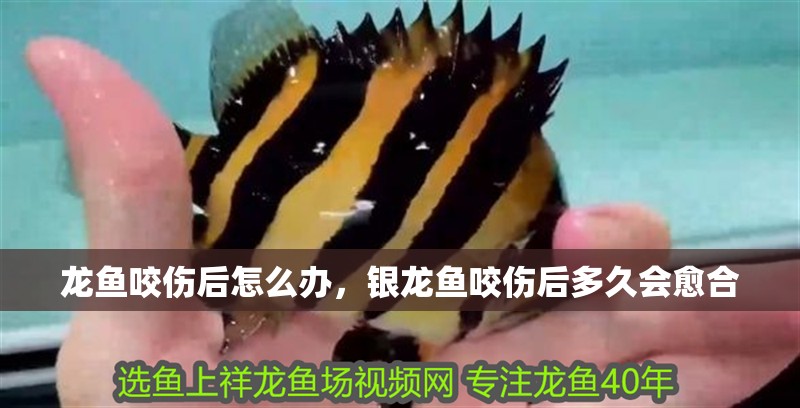 龍魚咬傷后怎么辦，銀龍魚咬傷后多久會愈合