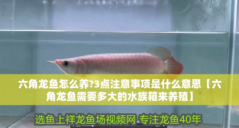 六角龍魚怎么養?3點注意事項是什么意思【六角龍魚需要多大的水族箱來養殖】