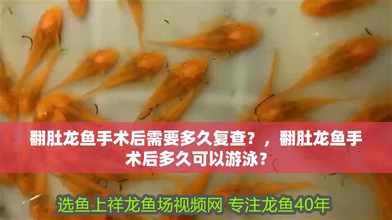 翻肚龍魚手術后需要多久復查？，翻肚龍魚手術后多久可以游泳？