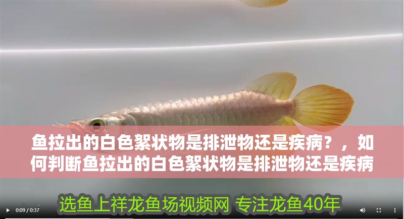 魚拉出的白色絮狀物是排泄物還是疾病？，如何判斷魚拉出的白色絮狀物是排泄物還是疾病？
