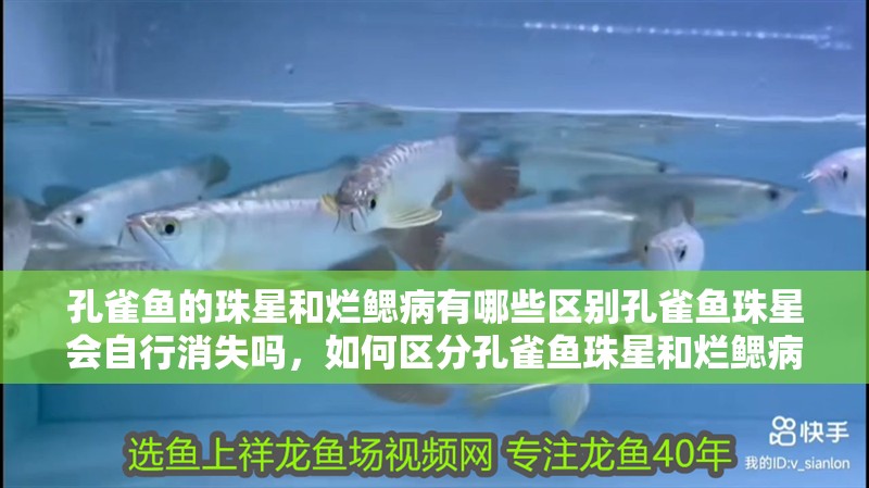 孔雀魚的珠星和爛鰓病有哪些區別孔雀魚珠星會自行消失嗎，如何區分孔雀魚珠星和爛鰓病