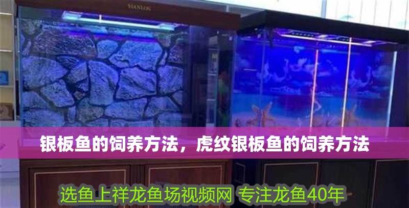 銀板魚的飼養(yǎng)方法，虎紋銀板魚的飼養(yǎng)方法