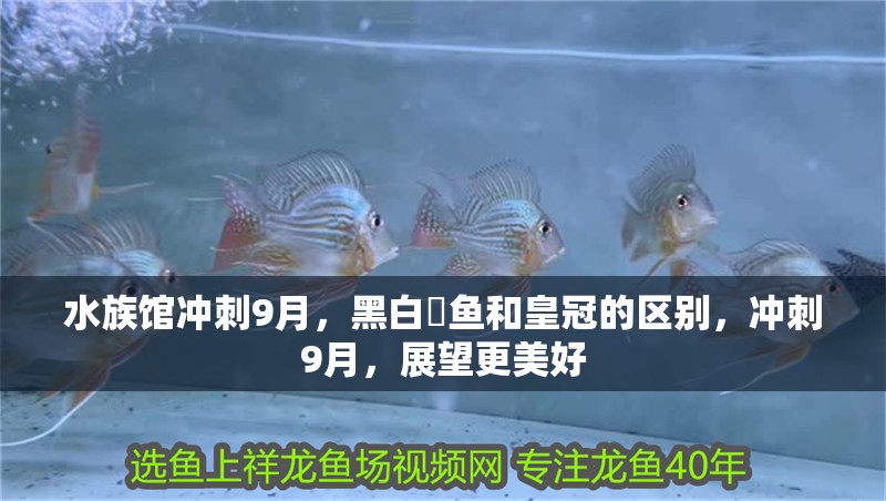 水族館沖刺9月，黑白魟魚(yú)和皇冠的區(qū)別，沖刺9月，展望更美好
