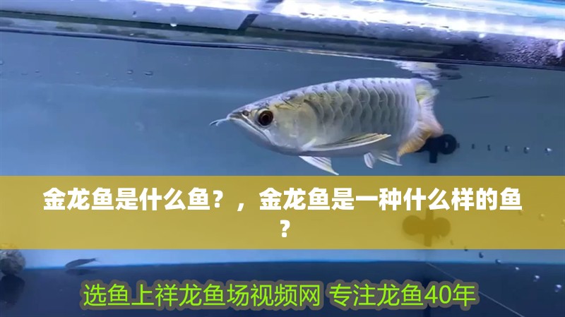 金龍魚是什么魚？，金龍魚是一種什么樣的魚？