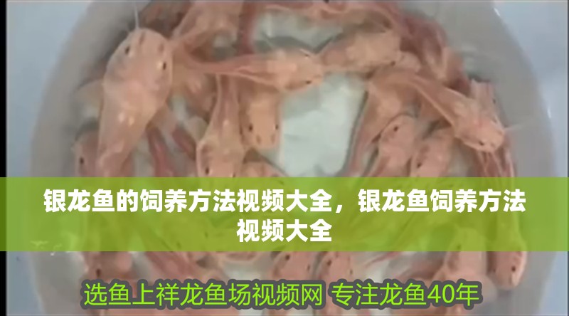 銀龍魚的飼養方法視頻大全，銀龍魚飼養方法視頻大全