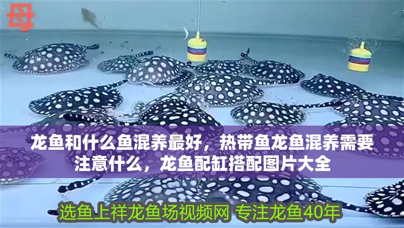 龍魚和什么魚混養最好，熱帶魚龍魚混養需要注意什么，龍魚配缸搭配圖片大全