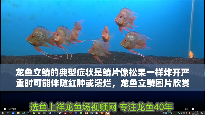 龍魚立鱗的典型癥狀是鱗片像松果一樣炸開嚴重時可能伴隨紅腫或潰爛，龍魚立鱗圖片欣賞