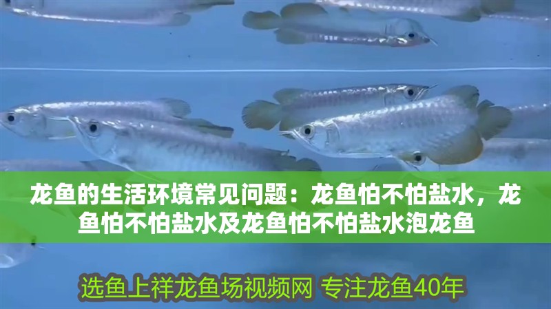 龍魚的生活環境常見問題：龍魚怕不怕鹽水，龍魚怕不怕鹽水及龍魚怕不怕鹽水泡龍魚 龍魚的生活環境常見問題：龍魚怕不怕鹽水，龍魚怕不怕鹽水及龍魚怕不怕鹽水泡龍魚 觀賞魚百科 第2張